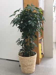 観葉植物