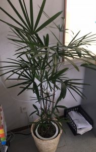 観葉植物②